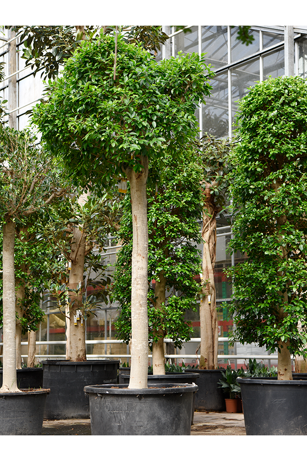 Ficus Microcarpa Nitida (300-380)