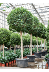 Ficus microcarpa 'Nitida'