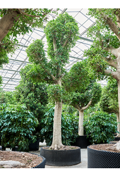 Ficus Microcarpa Nitida