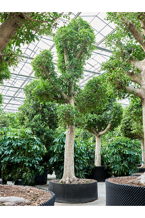 Ficus Microcarpa Nitida