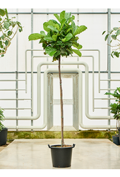 Ficus Lyrata