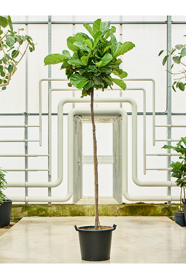 Ficus Lyrata