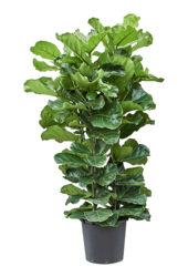 Ficus Lyrata