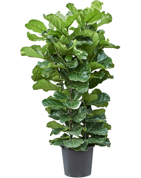 Ficus