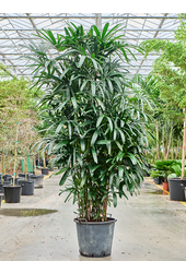 Rhapis Excelsa