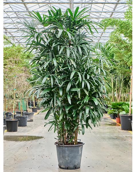 Rhapis