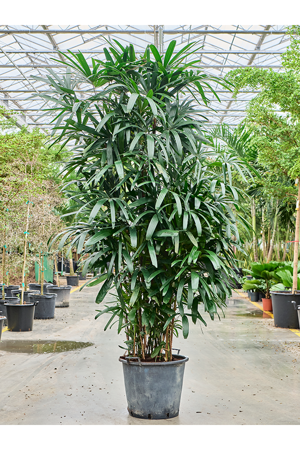 Rhapis Excelsa