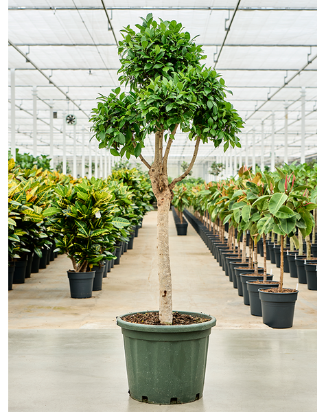 Ficus