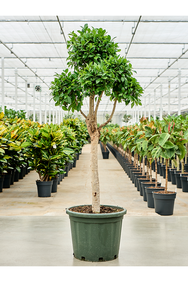 Ficus Microcarpa Nitida