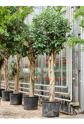 Ficus rubiginosa Australis