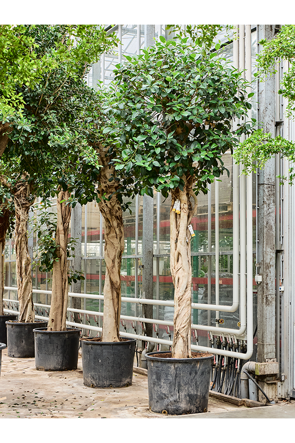 Ficus rubiginosa Australis