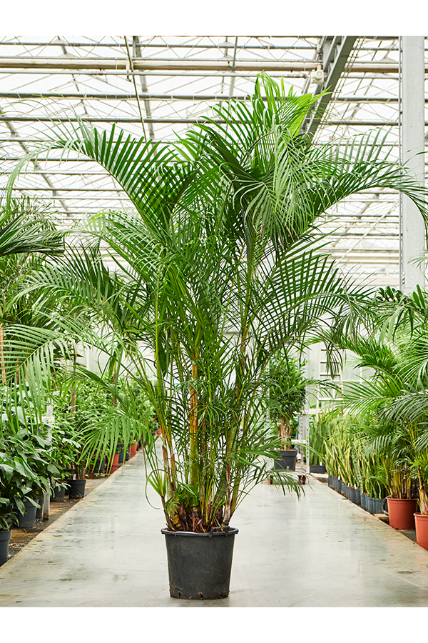 Dypsis (Areca) Lutescens