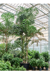 Caryota Mitis