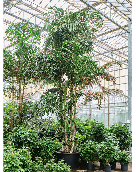 Caryota