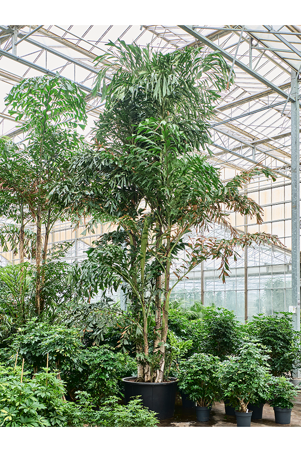 Caryota Mitis