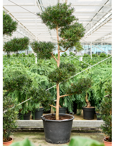 Podocarpus