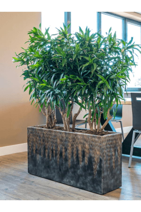 Baq Luxe Lite Universe Komet Rechteck Bronze