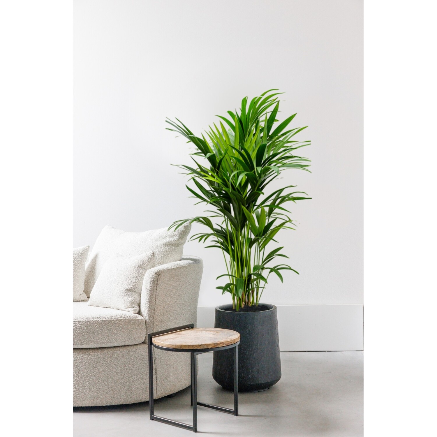 Kentia palm medium online kaufen | Billig - www.fleurdirect.com