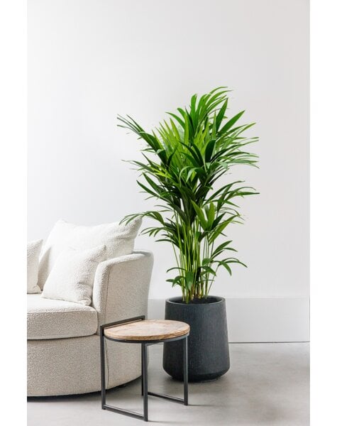 Howea Forsteriana