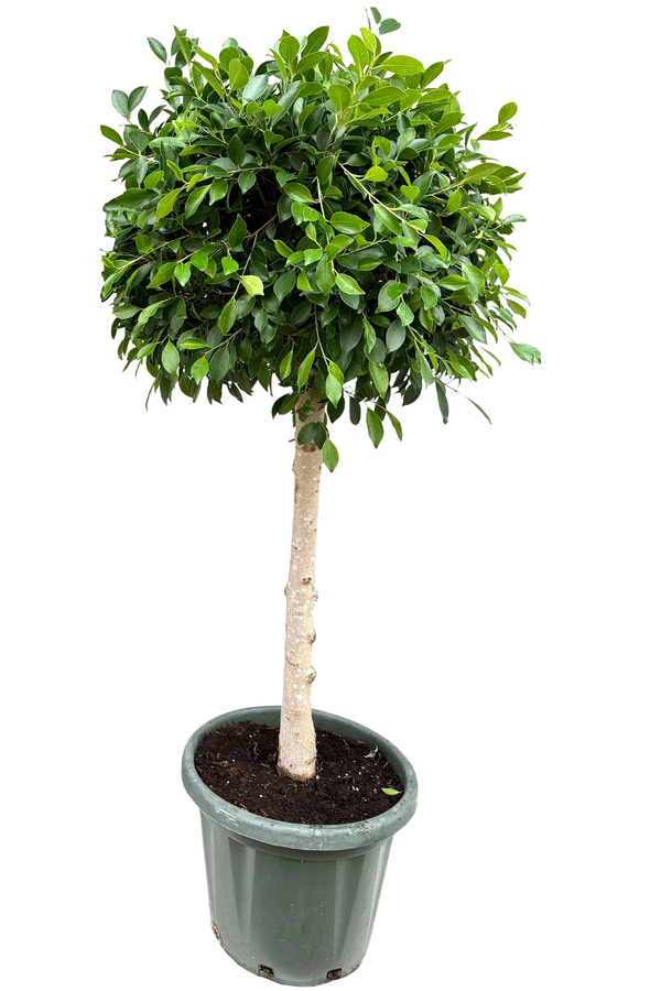 Ficus nitida Groß