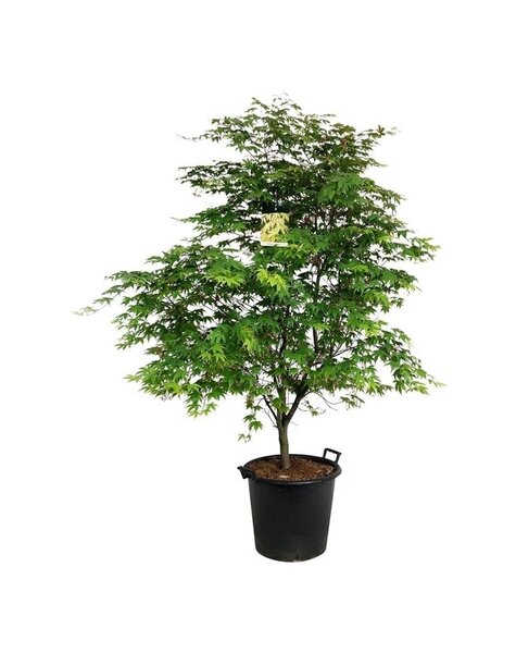 Acer