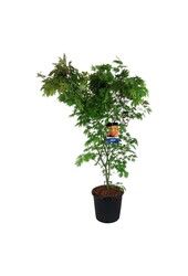 Ahorn Acer North Wind ®