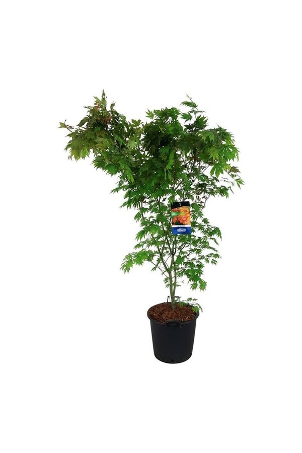 Ahorn Acer North Wind ®