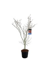 Ahorn Acer North Wind ®