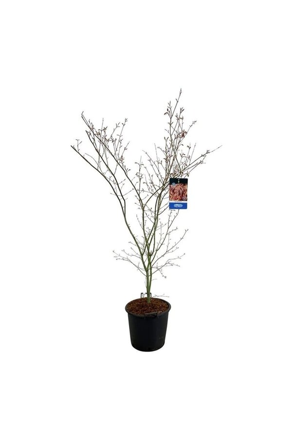 Ahorn Acer North Wind ®