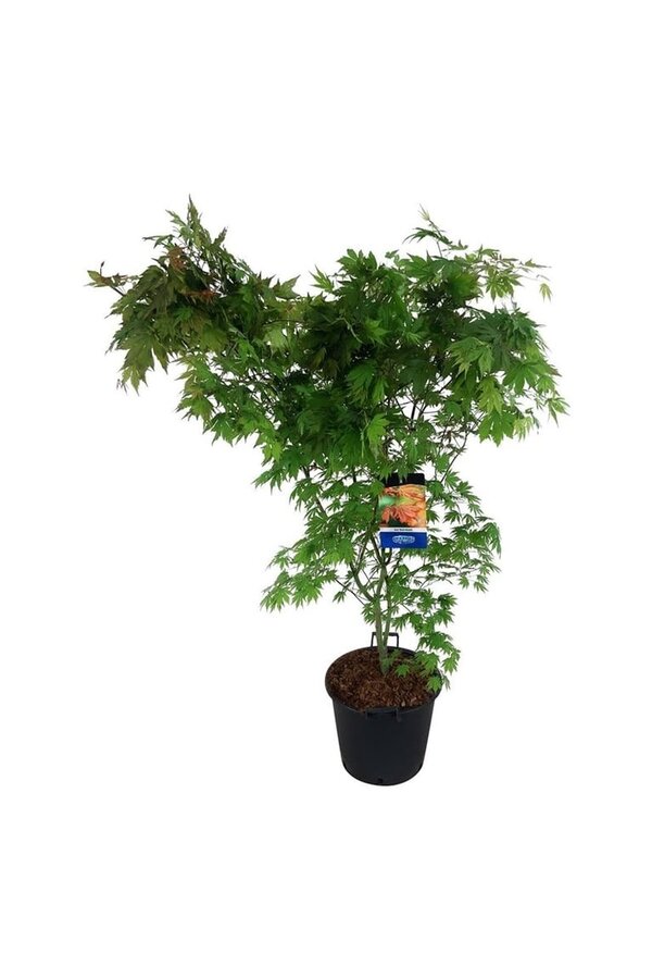Ahorn Acer North Wind ®