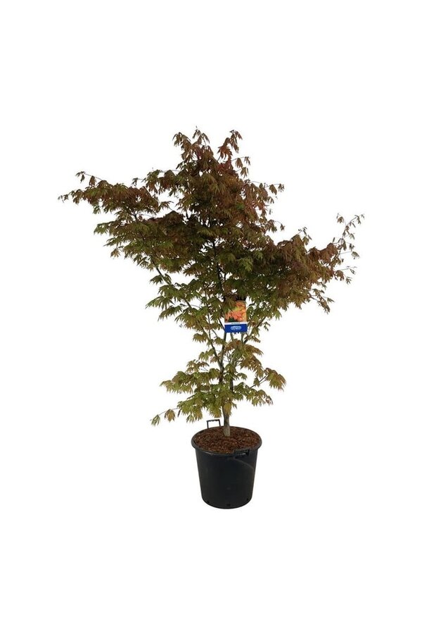Ahorn Acer North Wind ®