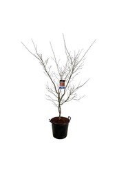 Ahorn Acer North Wind ®
