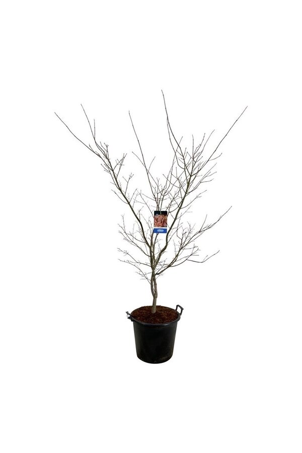 Ahorn Acer North Wind ®