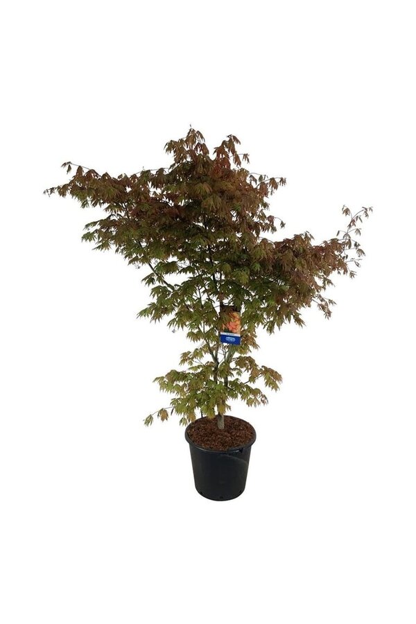 Ahorn Acer North Wind ®