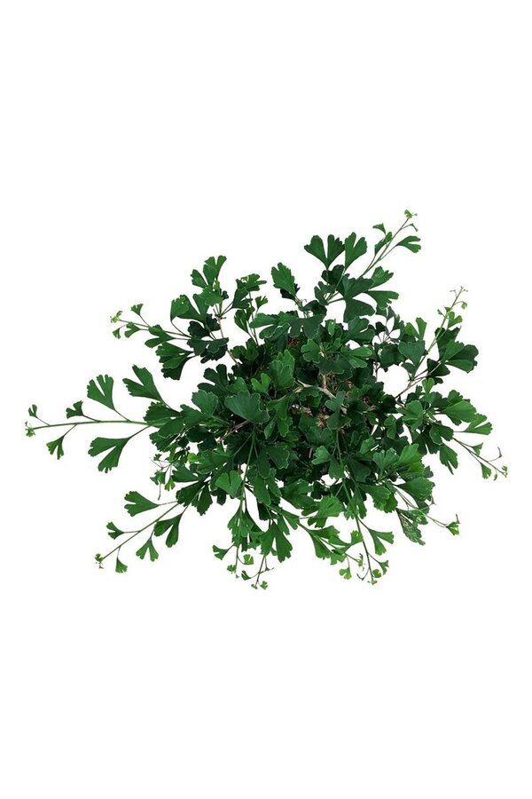 Japanischer Walnussbaum Ginkgo biloba Kleiner Kaiser