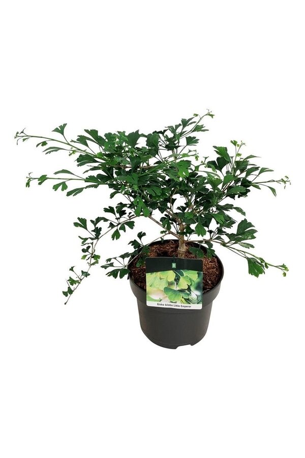 Japanischer Walnussbaum Ginkgo biloba Kleiner Kaiser
