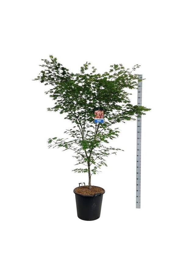 Ahorn Acer North Wind ®