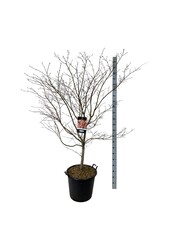 Ahorn Acer North Wind ®