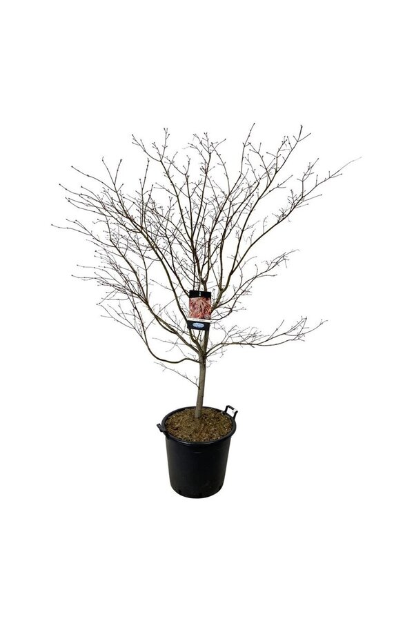 Ahorn Acer North Wind ®