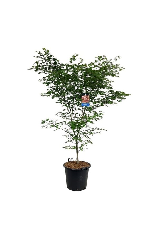 Ahorn Acer North Wind ®