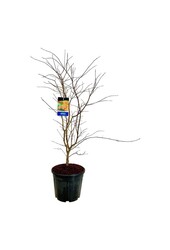 Ahorn Acer North Wind ®