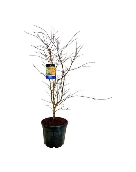 Acer