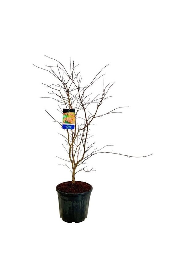 Ahorn Acer North Wind ®