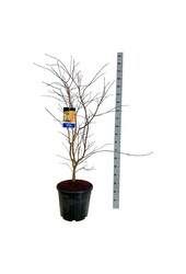 Ahorn Acer North Wind ®