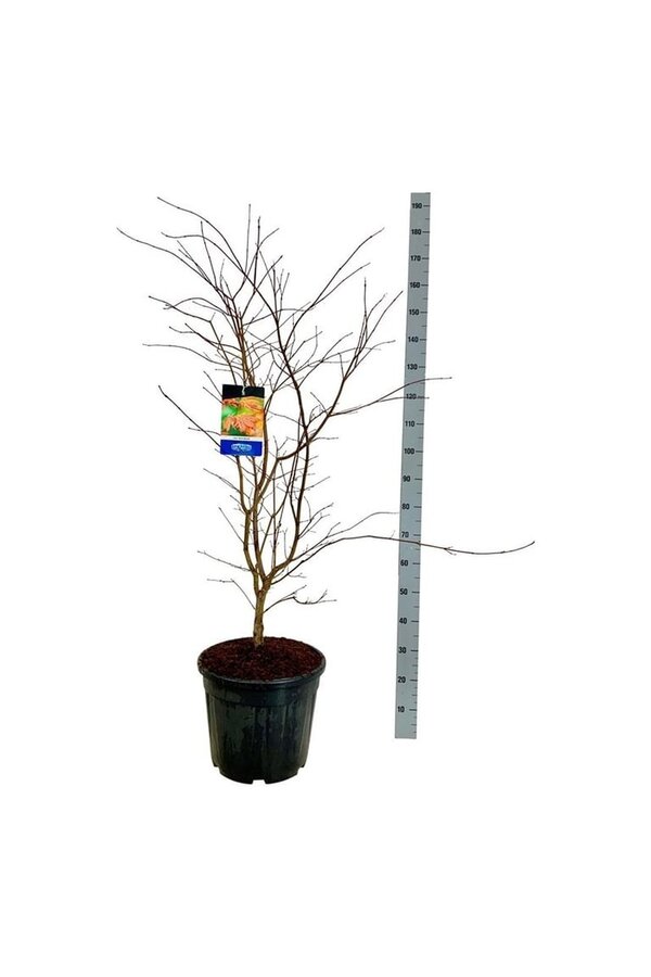 Ahorn Acer North Wind ®