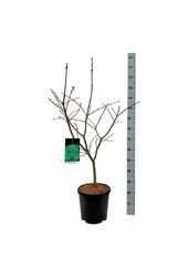 Ahorn Acer japonicum Aconitifolium