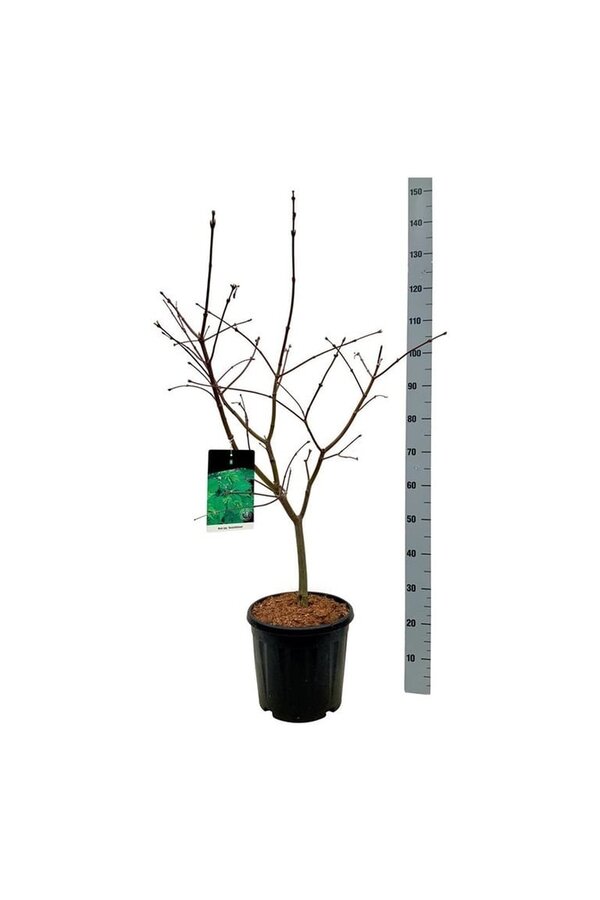 Ahorn Acer japonicum Aconitifolium