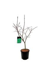 Ahorn Acer japonicum Aconitifolium