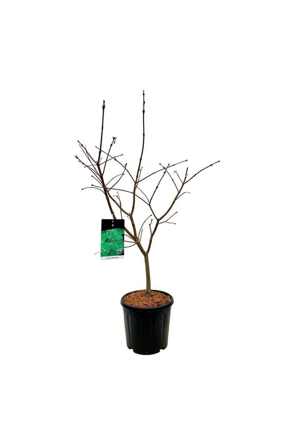 Ahorn Acer japonicum Aconitifolium