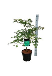 Ahorn Acer japonicum Aconitifolium